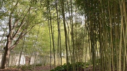 好古園 竹の庭 姫路城 日本庭園 姫路 兵庫県