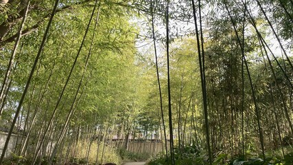 Fototapeta premium 好古園 竹の庭 姫路城 日本庭園 姫路 兵庫県