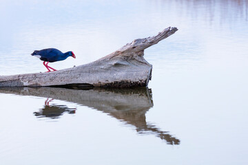 Western swamphen (Porphyrio porphyrio), L'Alfacada Lake, The Ebre Delta Natural Park, Terres de l'Ebre, Tarragona, Catalonia, Spain