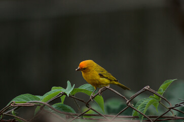 redhead yellow canary bird