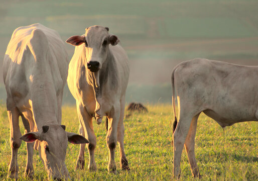 cows in the field