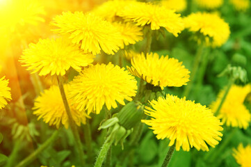 Spring dandelion flowers as background	