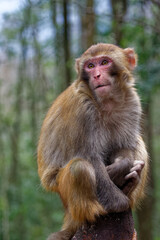 Small Chinese monkey in the mountains of Zhangjiajie National Park. Wild macaque.