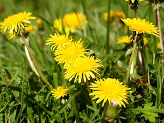 yellow dandelions in the grass