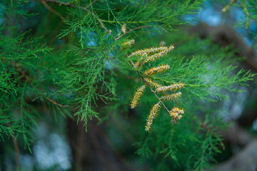 Salt Cedar - Taray (Tamarix boveana), The Ebre Delta, The Ebre Delta Natural Park, Terres de l'Ebre, Tarragona, Catalonia, Spain