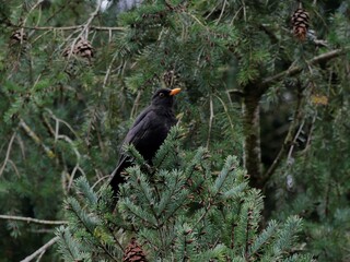 red winged blackbird