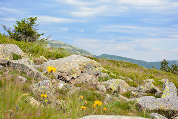 Mountain landscape with flowers and stones in the Czech Republic on the Schlüsselberg