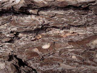 Embossed texture of the bark of tree. Pattern of natural tree bark background.