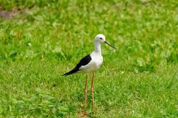 Black-winged stilt ( latin name : Himantopus himantopus ). small white and black bird with long red legs that lives near water and feeds on small insects and mollusks