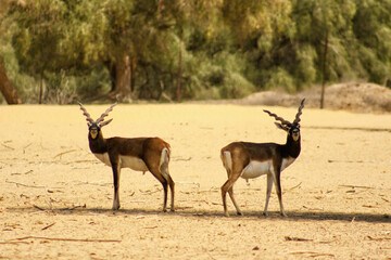 blackbuck deer in the desert