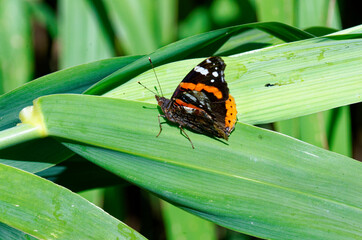 Vanessa atalanta : the red admiral or, even the red admirable, common butterfly, black and orange wings with white stains. Isolated on a green background