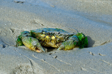 Small edible green crab with sand on it trying to hide in the sand. Green algae on a small crab. on-foot fishing in France. Common and edible crustacean