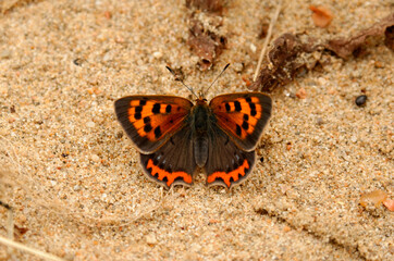 Lycaena phlaeas, the small copper, American copper, or common copper, orange and black common butterfly in europe on sand background