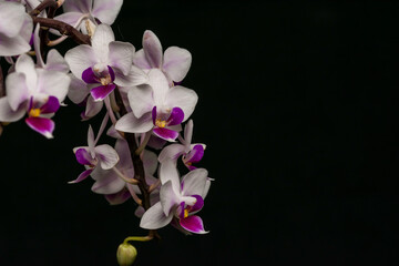 Fototapeta na wymiar Racimo de orquídea 