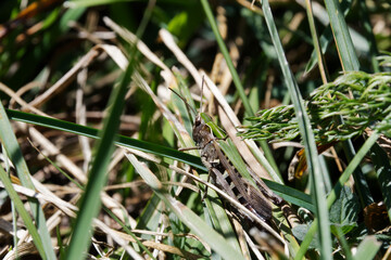 small green and brown locust in the grass of the Pyrenees