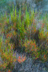 Common glasswort - Salicornia (Salicornia europaea) The Ebre Delta, The Ebre Delta Natural Park,...