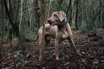 Weimaraner breed dog in the forest