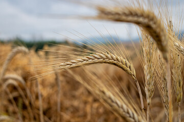 grain