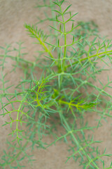 El Fangar peninsula, L'Alfacada Lake, The Ebre Delta Natural Park, Terres de l'Ebre, Tarragona, Catalonia, Spain