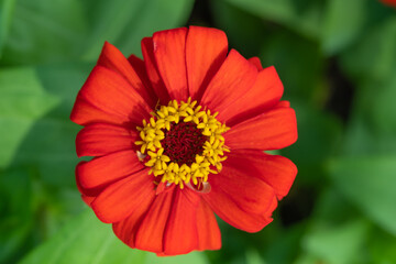 Red zinnia flower in garden outdoors with blooming on green nature background