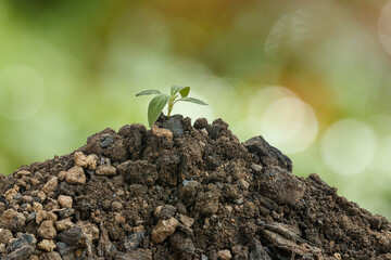 The planting  seedling are growing from the rich soil in morning  on bokeh background, ecology concept.