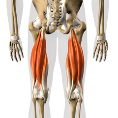Hamstring Muscles Male Posterior on White Background, 3D Rendering - 423212691