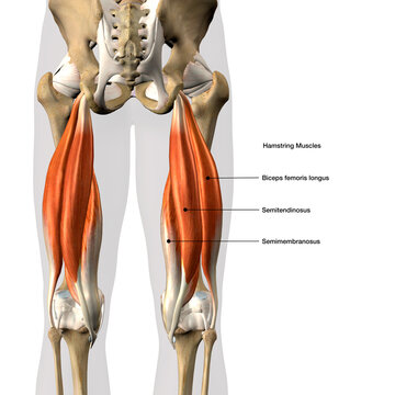 Hamstring Muscles Labeled, Male Posterior on White Background, 3D Rendering