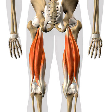 Hamstring Muscles Male Posterior on White Background, 3D Rendering