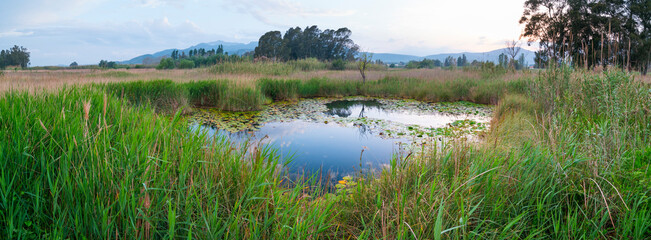 Les Olles, The Ebre Delta Natural Park, Terres de l'Ebre, Tarragona, Catalonia, Spain