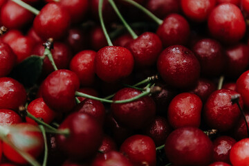 Close up of pile of ripe cherries with stalks and leaves. Large collection of fresh red cherries. 