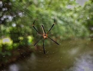 spider on the web