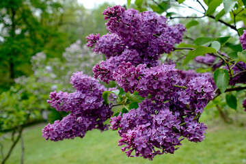 Botanical Garden of Canada Burlington maroon lilac