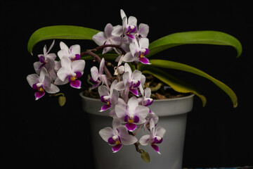 Orquídea en fondo negro 