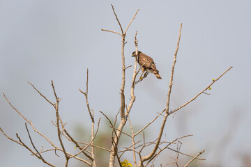 The Roadside hawk (Rupornis magnirostris)