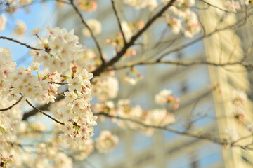 Cherry blossom