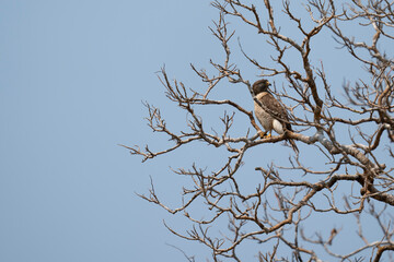 The Roadside hawk (Rupornis magnirostris)