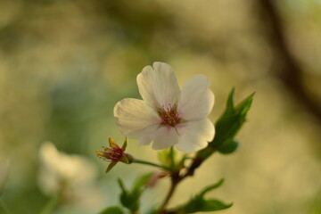 Cherry blossom