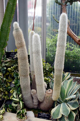  Botanical Garden of Canada Burlington Royal san pedro cactus