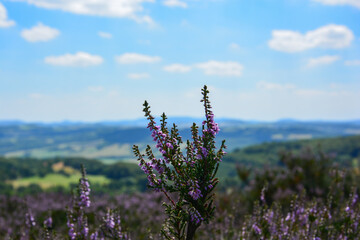 blooming heather (Erica) or Erika on Tyssaer Walls in Czech Republic Rock town in western Bohemian...