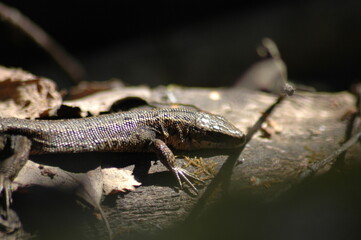 small lizard in the sun on a tree in the summer