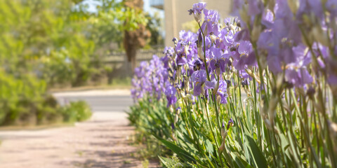 Naklejka premium Purple irises bloom close-up in the garden. Atmospheric spring floral background. Solar banner with copy space. Delicate delicate irises adorn the city's flower beds and parks. Soft selective focus