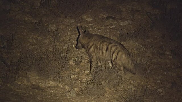 striped hyena (Hyaena hyaena)Looking for food at night in the desert