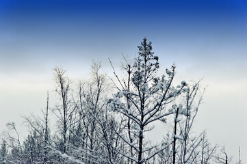 Fototapeta na wymiar Snow on the branches of trees and bushes after a snowfall. Beautiful winter background with snow-covered trees.
