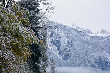 Schneebedeckte Bäume und Berge im Vorarlberg in den Alpen in Österreich