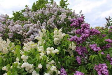 Royal Canadian Botanic Garden white lilac and pink lilac