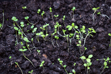 close-up - small growing weak seedlings of flowers in bio-soil