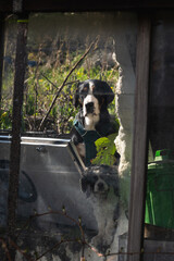 grand bouvier suisse et Cavalier King Charles Spaniel © Pyc Assaut