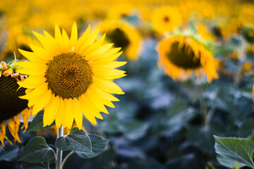 girasole