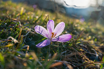 Frühlingsbote