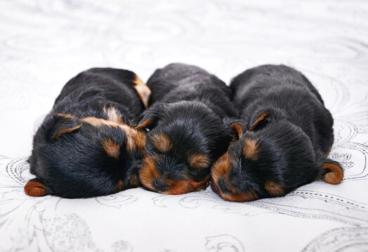 Three newborn Yorkshire terrier puppies are sleeping.